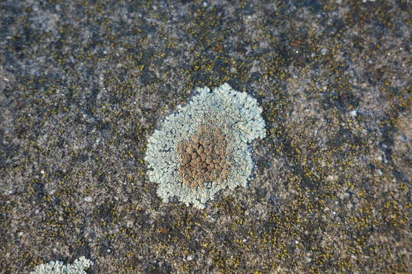 Parmelia Saxatilis Lichen Textuur Kopieer Ruimte — Stockfoto