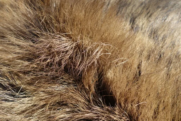 Berenbont Textuur Wild Dier Close — Stockfoto