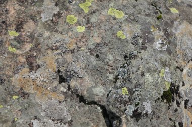 Parmelia saxatilis liken dokusu, kopyalama alanı