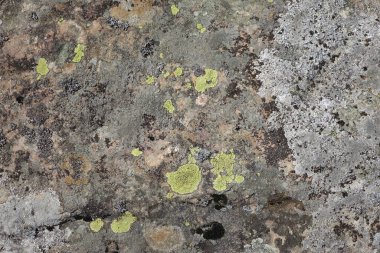 Parmelia saxatilis liken dokusu, kopyalama alanı