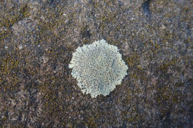 Parmelia saxatilis liken dokusu, kopyalama alanı