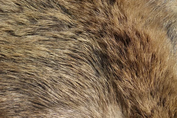 イノシシの毛皮のテクスチャ 野生動物 クローズアップ — ストック写真