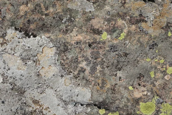 Parmelia Saxatilis Lichen Texture Copy Space — Foto Stock