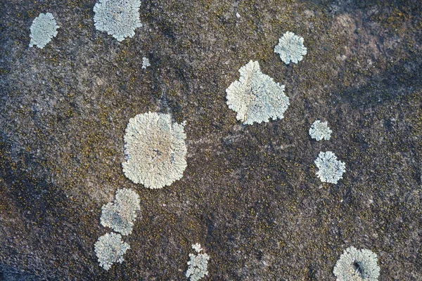 Parmelia Saxatilis Lichen Texture Copy Space — 스톡 사진