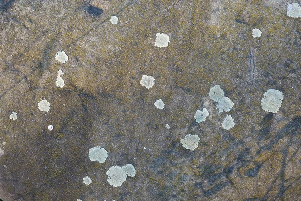 Parmelia Saxatilis Lichen Υφή Αντιγραφή Χώρου — Φωτογραφία Αρχείου