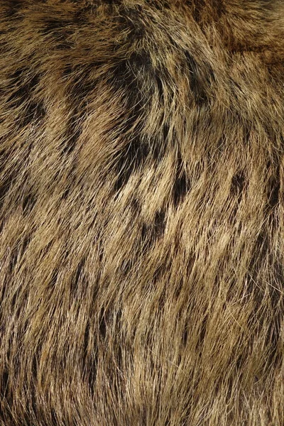 Textura Pêlo Javali Animal Vida Selvagem Close — Fotografia de Stock