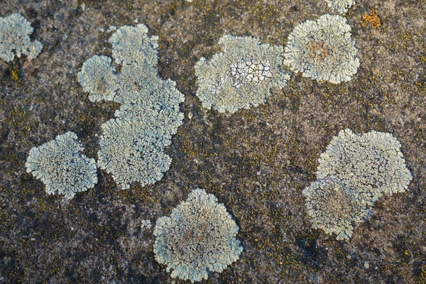 Parmelia Saxatilis Lichen Υφή Αντιγραφή Χώρου — Φωτογραφία Αρχείου