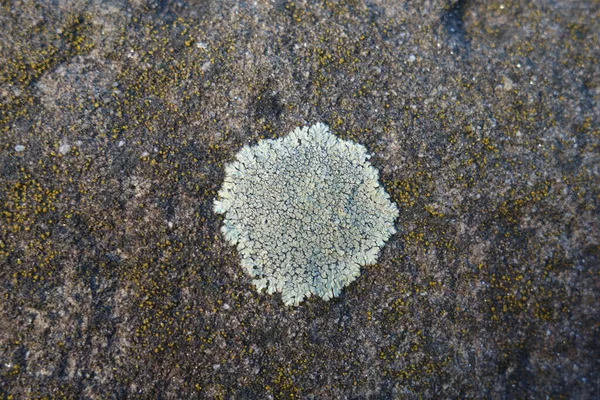 Parmelia Saxatilis Lichen Texture Espace Copie — Photo