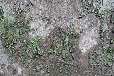 Beton duvar desenli arka plan