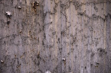 Beton duvar desenli arka plan