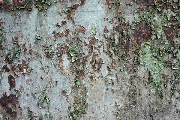 Mur Béton Fond Texturé — Photo