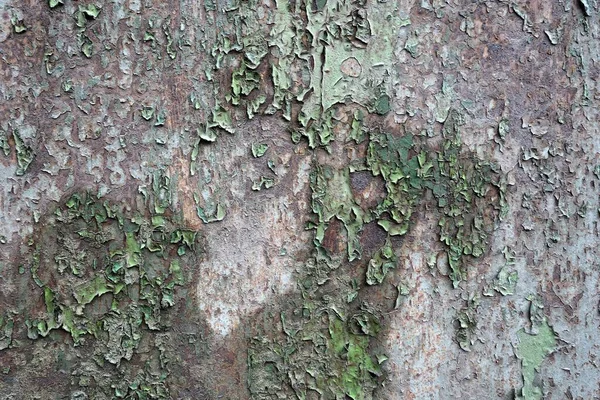 Betong Vägg Texturerad Bakgrund — Stockfoto