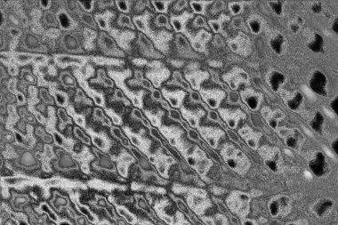 Soyut grunge arkaplanı. Monokrom dokusu. Siyah ve beyaz desenli arkaplan