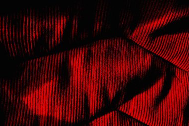 Soyut grunge arkaplanı. Monokrom dokusu. Siyah ve kırmızı desenli arka plan