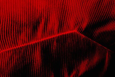 Soyut grunge arkaplanı. Monokrom dokusu. Siyah ve kırmızı desenli arka plan