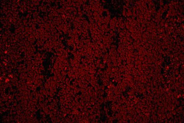 Soyut grunge arkaplanı. Monokrom dokusu. Siyah ve kırmızı desenli arka plan