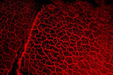 Soyut grunge arkaplanı. Monokrom dokusu. Siyah ve kırmızı desenli arka plan