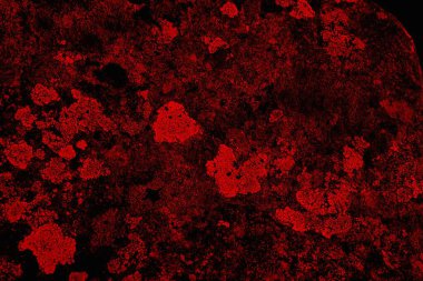 Soyut grunge arkaplanı. Monokrom dokusu. Siyah ve kırmızı desenli arka plan