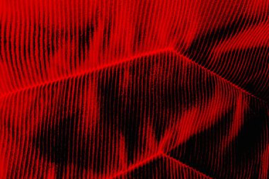 Soyut grunge arkaplanı. Monokrom dokusu. Siyah ve kırmızı desenli arka plan