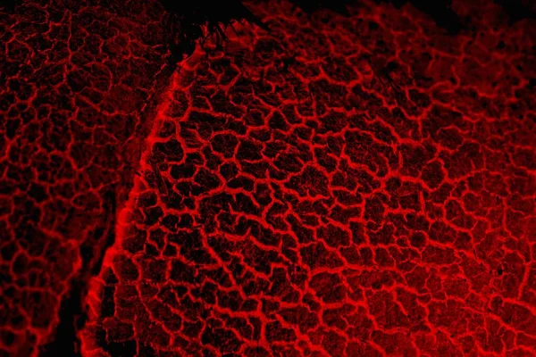 Soyut grunge arkaplanı. Monokrom dokusu. Siyah ve kırmızı desenli arka plan