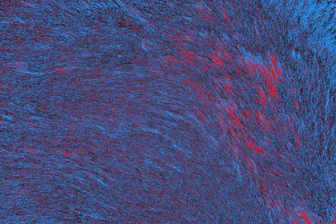 Yaban domuzu kürkü, vahşi hayvan, yaklaşın.