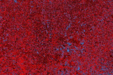 Soyut grunge arkaplanı. Monokrom dokusu. Mavi ve kırmızı desenli arkaplan