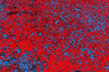 Neon kırmızı ve mavi renkli grunge duvar dokusu arkaplanı