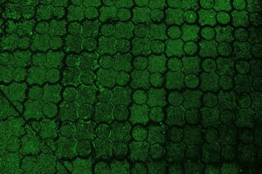 soyut yeşil doku, arkaplan, duvar kağıdını kopyala