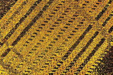 Kırmızı sarı ve siyah renkli kirli duvar, desenli arka plan.