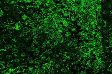 soyut yeşil ve siyah doku ve arkaplan, uzay duvar kağıdını kopyala