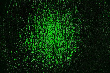 Yeşil ve siyah doku ve arkaplan, boşluğu kopyala