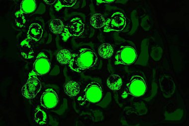 Yeşil ve siyah doku ve arkaplan, boşluğu kopyala