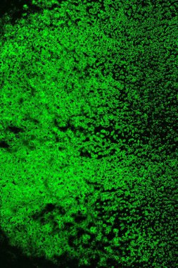 soyut Yeşil ve siyah doku ve arkaplan, boşluğu kopyala