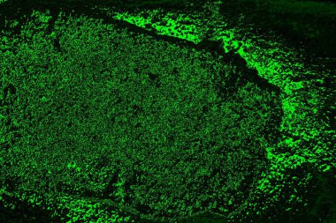 soyut yeşil doku, arkaplan, duvar kağıdını kopyala