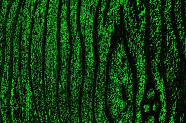 soyut yeşil ve siyah doku ve arkaplan, uzay duvar kağıdını kopyala