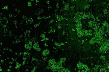 soyut yeşil doku, arkaplan, duvar kağıdını kopyala