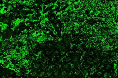 soyut yeşil ve siyah doku ve arkaplan, uzay duvar kağıdını kopyala