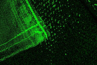 soyut siyah yeşil doku, arkaplan, duvar kağıdını kopyala