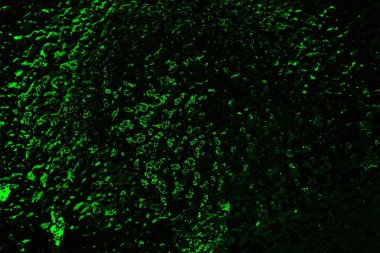 soyut yeşil doku, arkaplan, duvar kağıdını kopyala