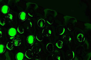 Yeşil ve siyah doku ve arkaplan, boşluğu kopyala