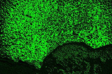 soyut yeşil doku, arkaplan, duvar kağıdını kopyala