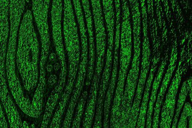 soyut yeşil ve siyah doku ve arkaplan, uzay duvar kağıdını kopyala