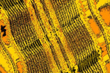 Kırmızı sarı ve siyah renkli kirli duvar, desenli arka plan. 