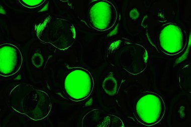 soyut siyah yeşil doku, arkaplan, duvar kağıdını kopyala