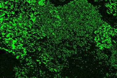 soyut yeşil doku, arkaplan, duvar kağıdını kopyala