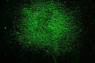 soyut yeşil doku, arkaplan, duvar kağıdını kopyala