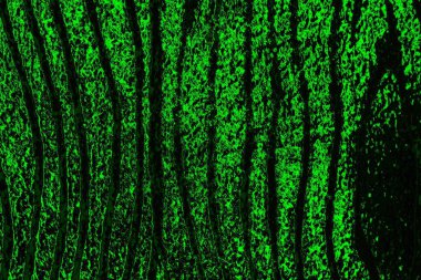 soyut yeşil ve siyah doku ve arkaplan, uzay duvar kağıdını kopyala