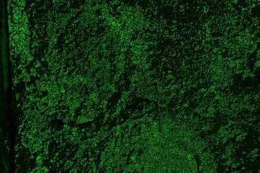 soyut yeşil doku, arkaplan, duvar kağıdını kopyala