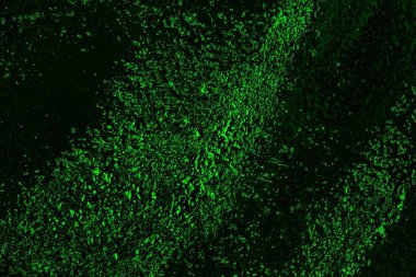 soyut siyah yeşil doku, arkaplan, duvar kağıdını kopyala