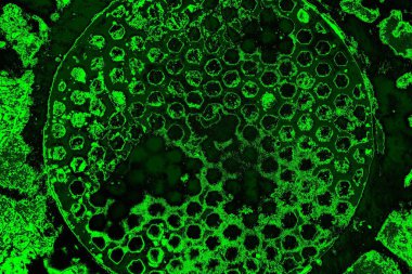 soyut siyah yeşil doku, arkaplan, duvar kağıdını kopyala